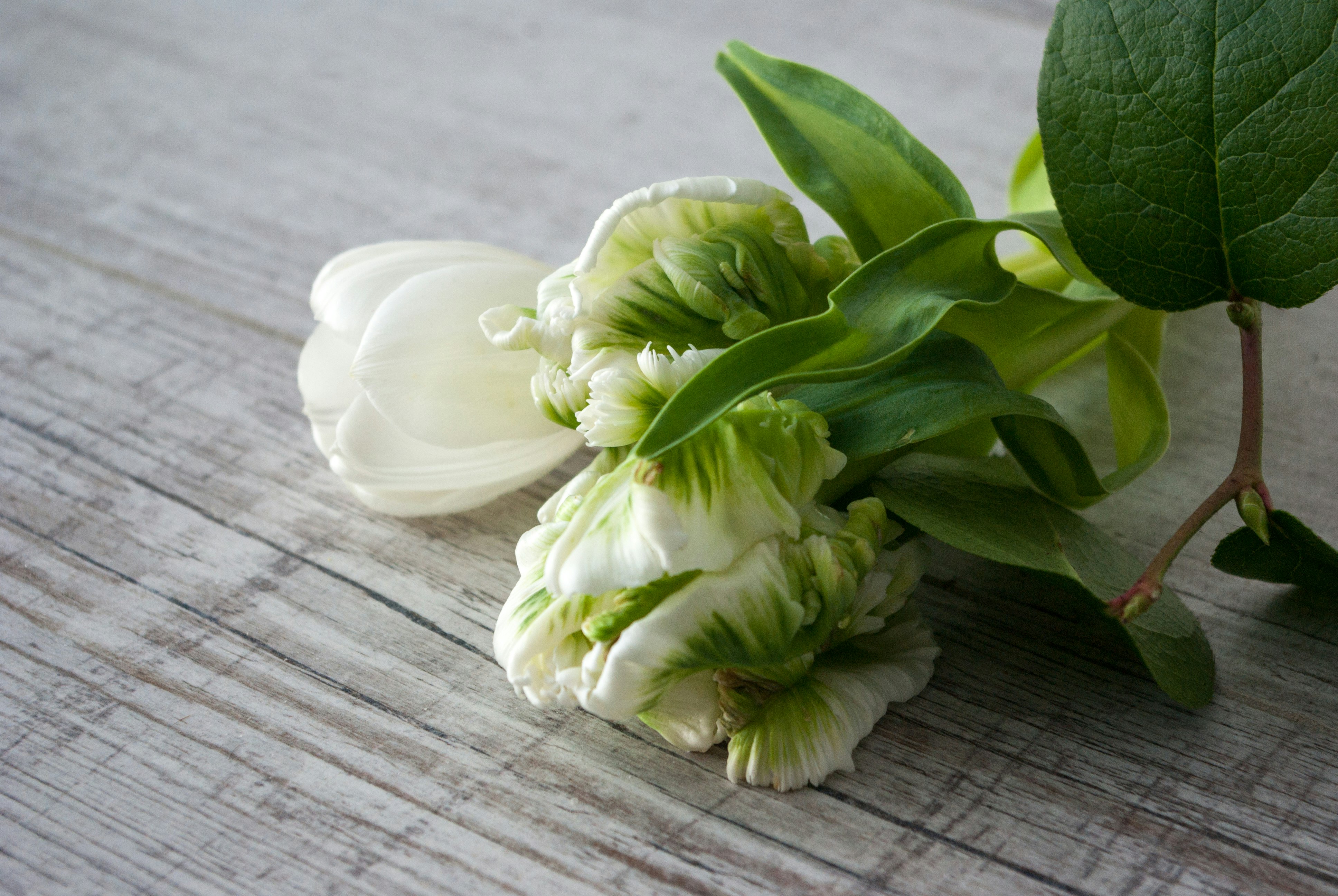 white tulips on brown wooden table